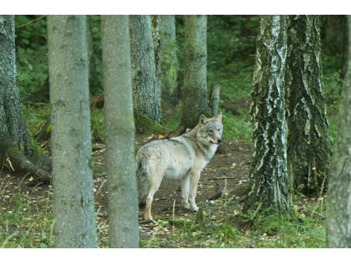 Europos Komisija siūlo švelninti vilkų apsaugą